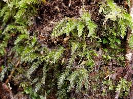 Attēlu rezultāti vaicājumam “Mnium hornum sporophyte”