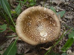 Attēlu rezultāti vaicājumam “Amanita regalis”