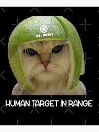 Image result for limecat