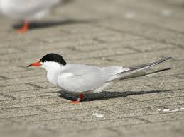 Attēlu rezultāti vaicājumam “Sterna hirundo”