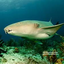 Image result for Ginglymostoma cirratum