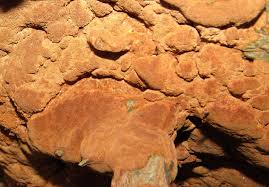 Attēlu rezultāti vaicājumam “Gloeoporus taxicola”