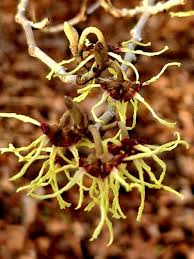 Attēlu rezultāti vaicājumam “Hamamelis japonica”