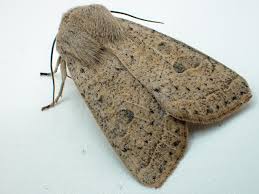 Attēlu rezultāti vaicājumam “Orthosia gracilis”