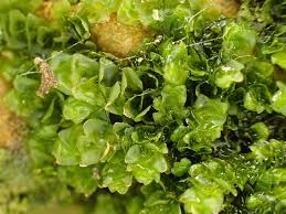 Attēlu rezultāti vaicājumam “Porella platyphylla macro”