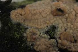 Attēlu rezultāti vaicājumam “Radulomyces confluens”