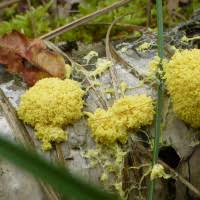 Attēlu rezultāti vaicājumam “Fuligo laevis”