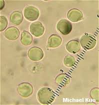 Attēlu rezultāti vaicājumam “Clavulina amethystina”