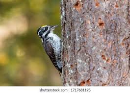 Attēlu rezultāti vaicājumam “Picoides tridactylus”