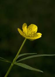 Attēlu rezultāti vaicājumam “Ranunculus auricomus”