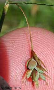 Attēlu rezultāti vaicājumam “Carex paupercula”