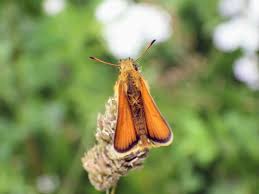 Attēlu rezultāti vaicājumam “Thymelicus lineola male”
