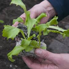 Image result for Kopfsalat