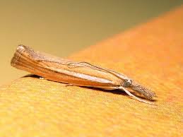 Attēlu rezultāti vaicājumam “Agriphila selasella”