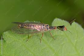 Attēlu rezultāti vaicājumam “Raphidioptera imago”