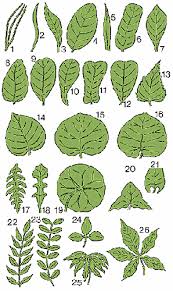 Attēlu rezultāti vaicājumam “leaf”