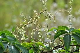 Attēlu rezultāti vaicājumam “Fallopia dumetorum leaf”