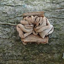 Attēlu rezultāti vaicājumam “Encoelia furfuracea”