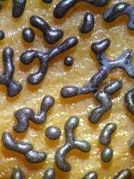 Attēlu rezultāti vaicājumam “Physarum cinereum sessile”