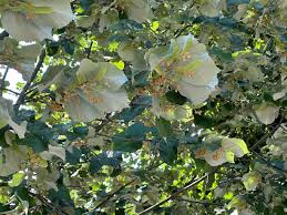 Attēlu rezultāti vaicājumam “Tilia tomentosa”