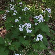 Attēlu rezultāti vaicājumam “Lunaria rediviva”