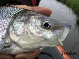 Image result for Coregonus oxyrinchus