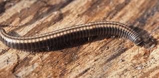 Attēlu rezultāti vaicājumam “Ommatoiulus vilnensis”