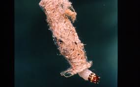 Attēlu rezultāti vaicājumam “Eupithecia subumbrata larva”