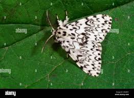 Attēlu rezultāti vaicājumam “Lymantria monacha imago”