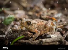 Attēlu rezultāti vaicājumam “Bufo bufo juvenile”