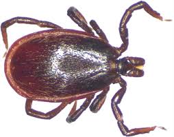 Attēlu rezultāti vaicājumam “Ixodes male”