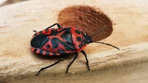 Attēlu rezultāti vaicājumam “Eurydema dominulus imago”