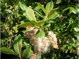 Attēlu rezultāti vaicājumam “Salix cinerea female flower”