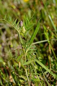 Attēlu rezultāti vaicājumam “Vicia angustifolia leaf”