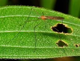 Attēlu rezultāti vaicājumam “Limoniidae”