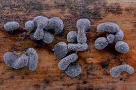 Attēlu rezultāti vaicājumam “Physarum compressum”