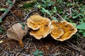 Attēlu rezultāti vaicājumam “Onnia tomentosa”