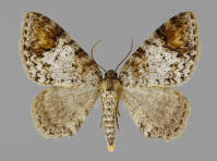 Attēlu rezultāti vaicājumam “Venusia blomeri”