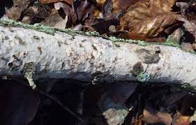 Attēlu rezultāti vaicājumam “Vuilleminia comedens”