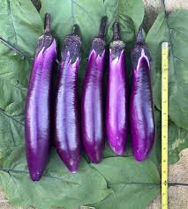 Afbeeldingsresultaat voor fengyuan purple eggplant