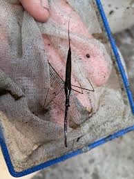 Attēlu rezultāti vaicājumam “Ranatra linearis”