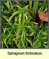 Attēlu rezultāti vaicājumam “Sphagnum fimbriatum”