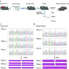 Image result for Generation 2 Ttc