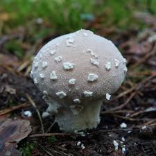 Attēlu rezultāti vaicājumam “Tremiscus helvelloides”