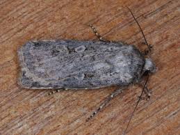 Attēlu rezultāti vaicājumam “Euxoa nigricans”