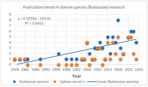 Attēlu rezultāti vaicājumam “Galium rivale fruit”