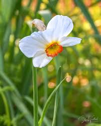 Attēlu rezultāti vaicājumam “Narcissus poeticus”