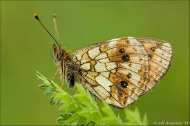 Attēlu rezultāti vaicājumam “Brenthis ino”