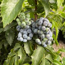 Attēlu rezultāti vaicājumam “Mahonia aquifolium”