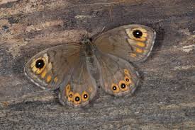 Attēlu rezultāti vaicājumam “Lasiommata petropolitana”